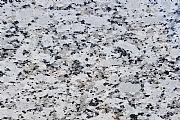 (PLATİNUM WHİTE) Granit Tezgah Fiyatı 5.000 TL